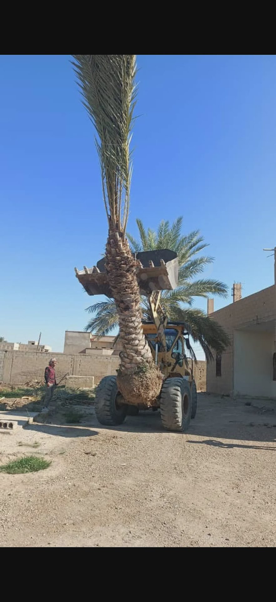 نخيل مثمر وزينة الموقع دير الزور ويتوفر توصيل لكافة المناطق السورية